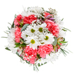 A radiant bouquet meticulously designed to mirror Motspur Park's seasonal charm, this arrangement is a poetic nod to celebration and renewal. Nestled in a gentle round formation, luminous white daisies with citrus-green centres dance above plush coral-pink carnations, whose billowy petals cascade in soft waves reminiscent of early summer blooms beside Beverley Brook. Clusters of delicate gypsophila-each floret like a floating star-are interwoven, creating a dreamy, cloud-like effect that enhances the bouquet's welcoming vibe. Adding an extra layer of detail, a few slender alstroemeria buds emerge with painterly streaks of pink and violet, suggesting blossoms just about to unfurl-an emblem of hope often seen in Motspur Park's gardens as spring transitions to summer. The leafy embrace of eucalyptus and rich greenery grounds the whole display, providing a serene backdrop and exuding a light, refreshing scent. This composition, crafted by a local Motspur Park florist, is as suited to a jubilant birthday or thoughtful gesture for a neighbour as it is to brightening a kitchen or office in the area. With its harmonious blend of textures and hues, it captures both tranquillity and exuberance-conveying a message of appreciation and grace with every stem.