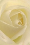 This image takes you into the delicate heart of a white-cream rose, as though you are enfolded among its petals on a peaceful Motspur Park morning. Each petal unfurls with an almost whisper-light touch, textured like silk warmed by the early sun streaming through Southway. Spirals of petals draw the eye inward, where soft shadows nestle in creamy folds and subtle highlights dance across the rose's surface, lending depth and gentle movement. There's a quiet luminosity to the composition-a grace reminiscent of the calm that settles over local gardens at dawn. The mood is serene and contemplative: this rose stands as a symbol of reverence and hope, perfect for expressing sympathy after a loss, admiration for a cherished friend, or well wishes for a new beginning here in Motspur Park. Its nearly translucent outer petals speak of both fragility and resilience, while the close view reveals the masterful artistry of local floral hands. One can nearly sense a faint, sweet scent drifting on the air-unmistakable and pure. The image tells not just of the flower's external beauty, but of the deep emotion and human connection present in choosing such a bloom for delivery to someone special in the Motspur Park community.